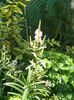 Physostegia virginiana variegata