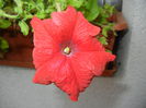 Petunia (2014, September 06)