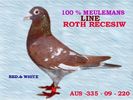 pigeons-karel meulemans-arendonk-BELGIA