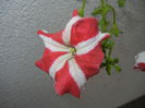 Petunia (2014, September 07)