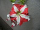 Petunia (2014, September 07)