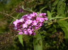 Buddleja Border Beauty (2014, Aug.31)