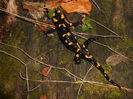 salamandra (2)