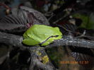 cauta alune