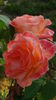 DSC04248