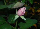 DSCN8370