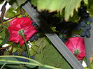 DSCN8372