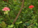 DSCN8374
