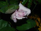 DSCN8468