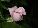 DSCN8475