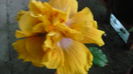 066