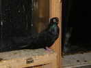 DSCF0337