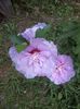 hibiscus chiffon lavender