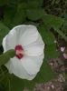 hibiscus moscheutos white