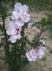 hibiscus carneus plenus