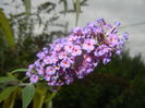 Buddleja davidii Purple (2014, Sep.06)