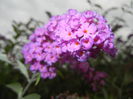 Buddleja davidii Purple (2014, Sep.06)