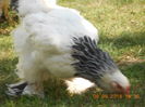 DSCN1363