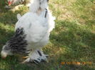 DSCN1366