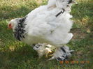 DSCN1368