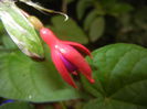 Fuchsia magellanica Gracilis (`14, Sep.06)