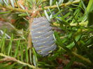 Abies koreana (2014, June 22)