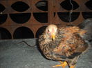 DSCF0037