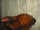 DSCF0042