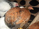 DSCF0056