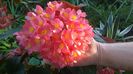 WP_20140910_08_01_31_Pro