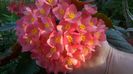 WP_20140910_08_01_37_Pro