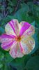 WP_20140910_08_04_29_Pro
