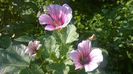 Malope