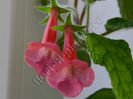 Sinningia EWs Spring Melody- florile au parfum fin