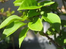 Picture My plants 1136