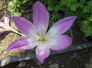 DSCN8604