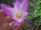 colchicum autumnale