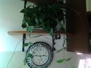 ma mandresc acum cu 2 hoya minunate!!!