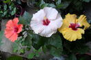 adonicus orange ,adonicus pearl ,boreas yelow