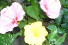 Picture 628