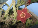 Picture My plants 1145