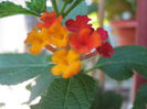 Lantana