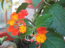 Picture My plants 1149