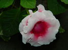 DSCN8773