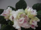 R.S GERCOGENIA