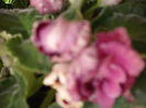 R.S GERCOGENIA