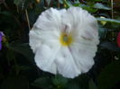white glory