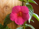 P1070574