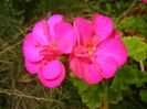 Bright Odette Geranium (2014, Aug.23)