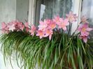 Picture 021